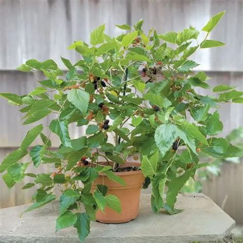 growing dwarf mulberry in containers.